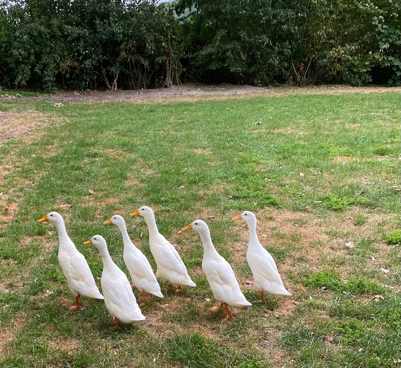 Loopeenden kuikens (vrouwtjes), Dieren en Toebehoren, Pluimvee, Meerdere dieren, Eend