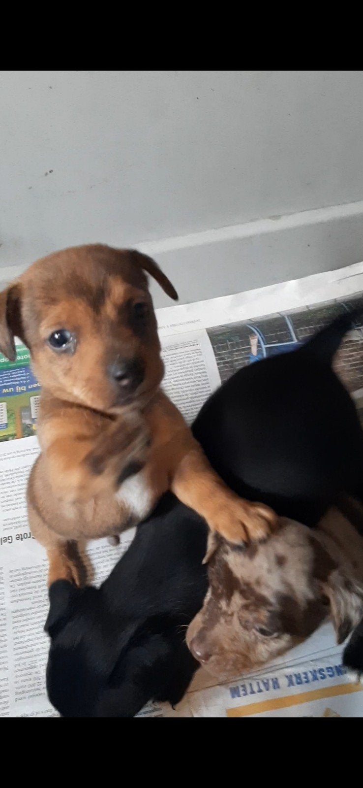 super mooie jack russel pups laagbenig en kortharig, Parvo, Jack Russell Terriër, 8 tot 15 weken, Meerdere