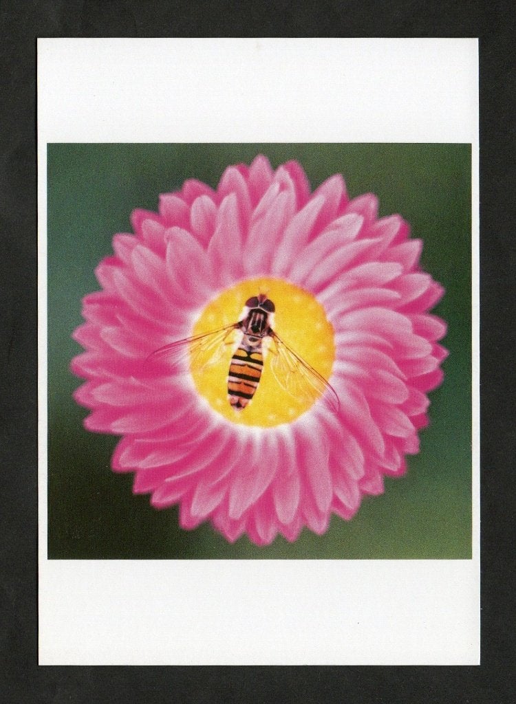 Insect Zweefvlieg op Bloem., Ophalen of Verzenden, 1980 tot heden, Ongelopen, Overige soorten