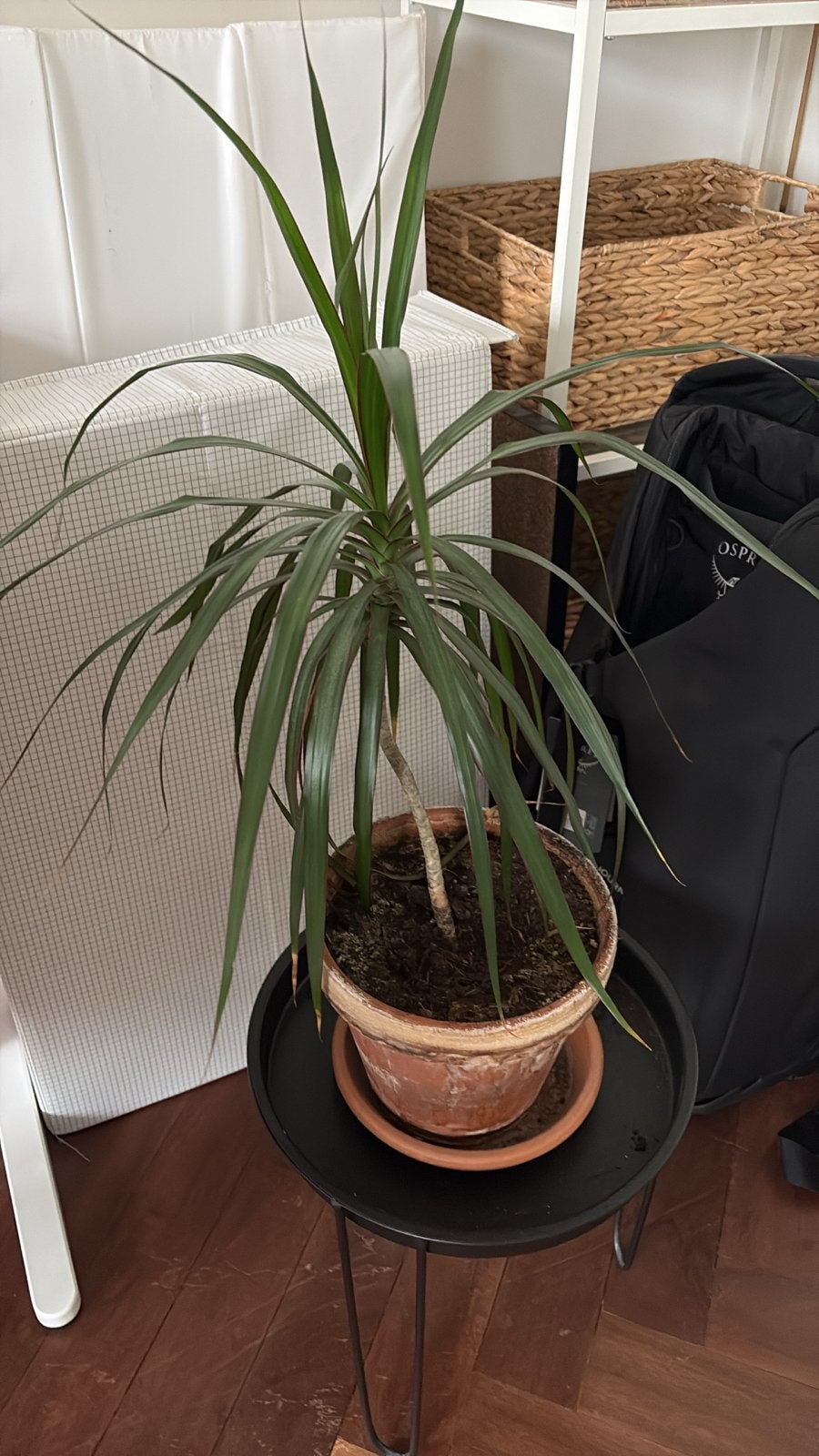 Diverse planten te koop in De Pijp, Tuin en Terras, Vaste plant, Bloeit niet, Halfschaduw, Ophalen