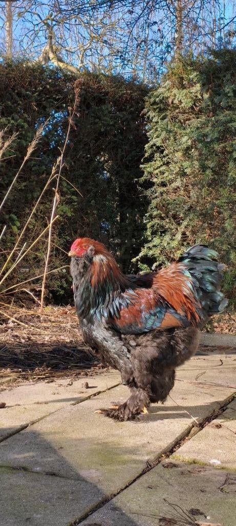 Raszuivere rode Brahma haan te koop., Dieren en Toebehoren, Mannelijk, Kip