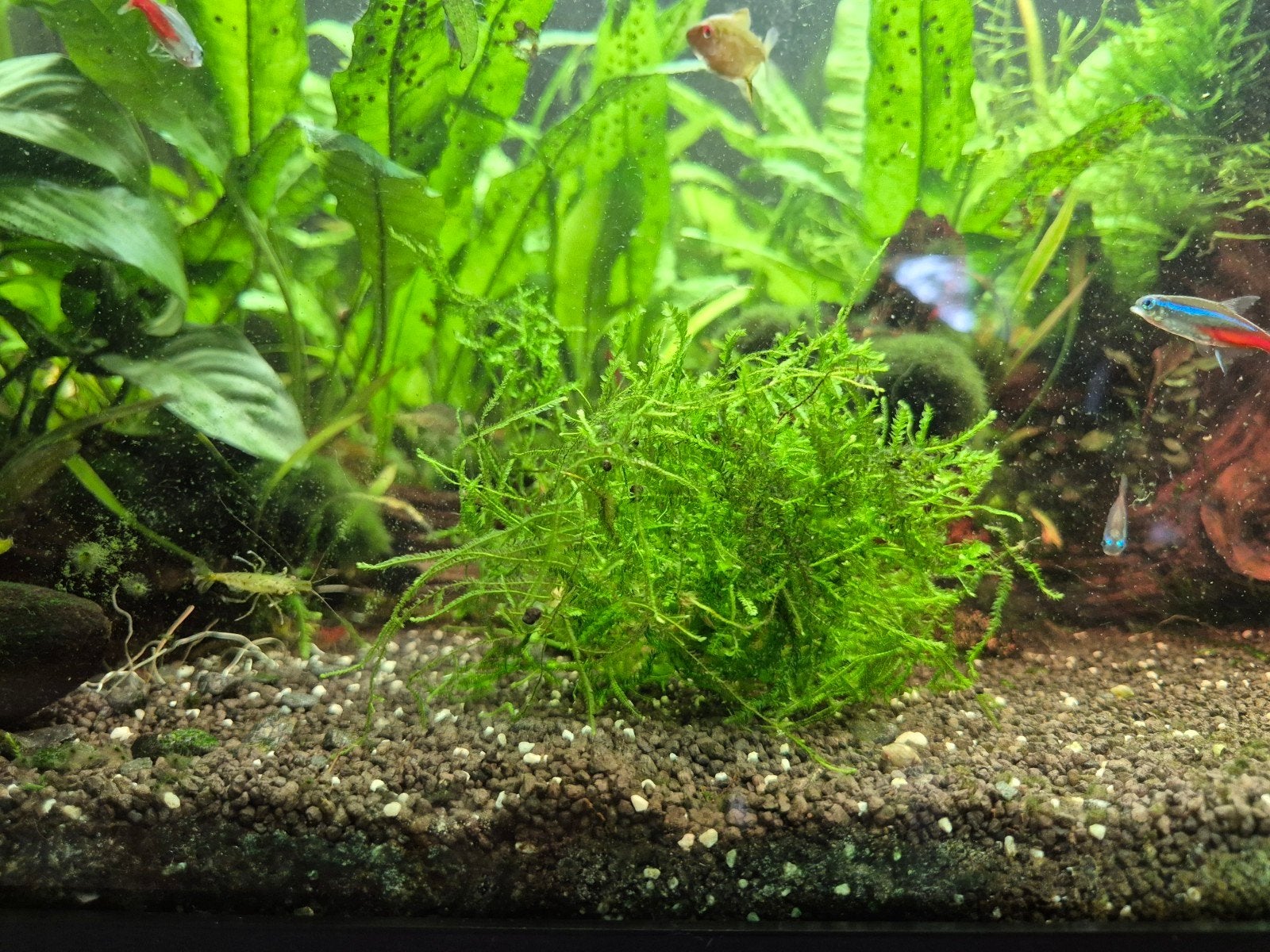 Aquarium mos (combi Christmas en Java), Dieren en Toebehoren, Ophalen, Plant(en), Steen of Hout
