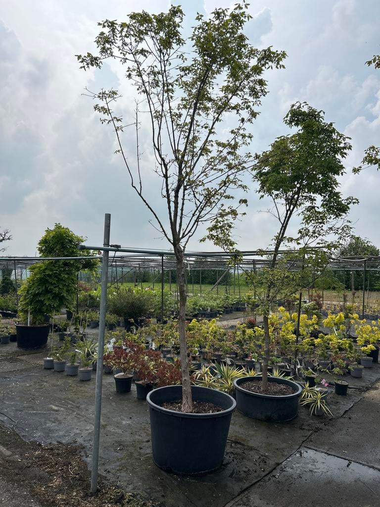 Acer Griseum - Papieresdoorn in pot, Tuin en Terras, Planten | Bomen, Bloeit niet, Overige soorten, 250 tot 400 cm, Ophalen