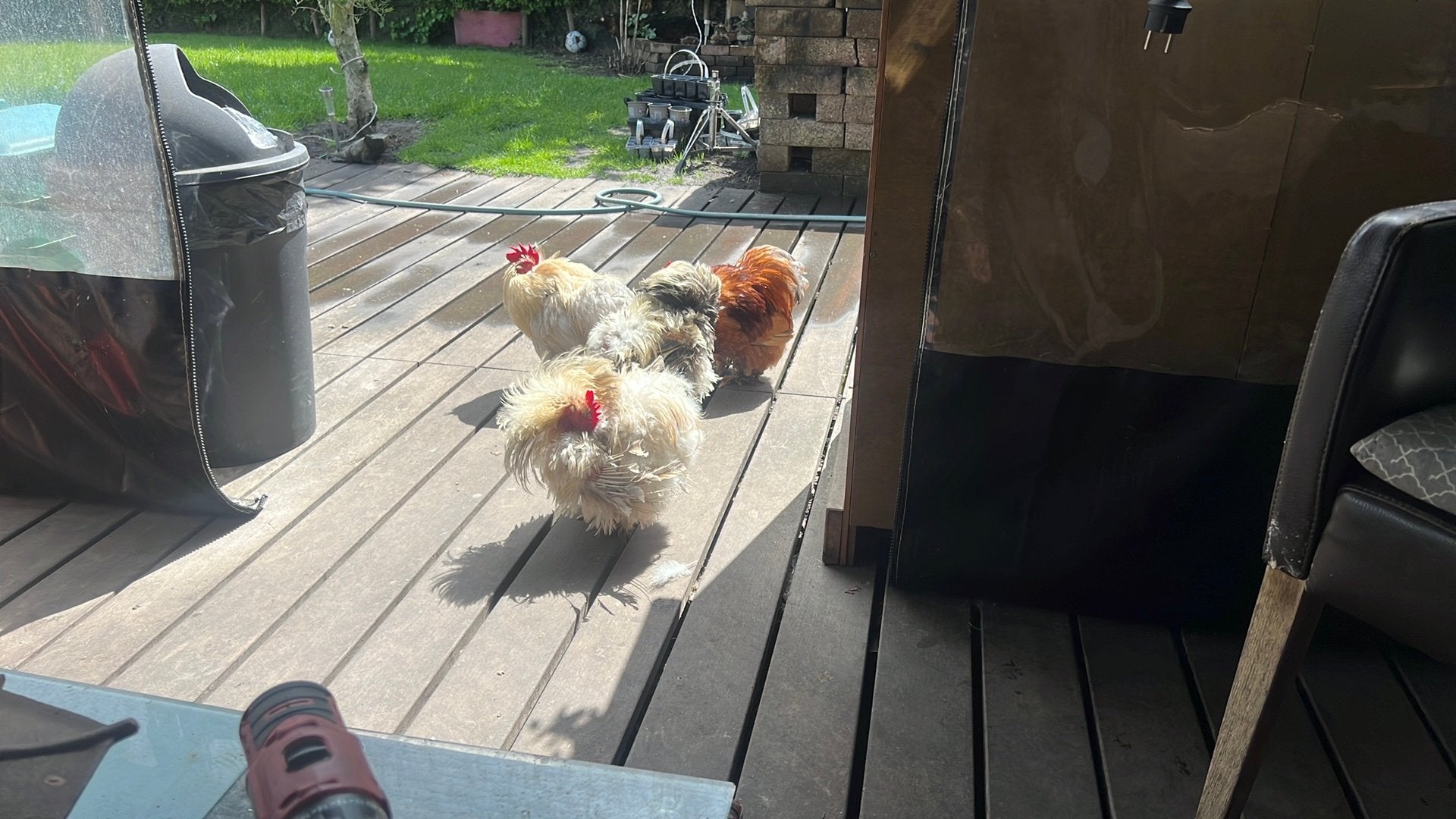 Hanen, Dieren en Toebehoren, Pluimvee, Mannelijk, Kip