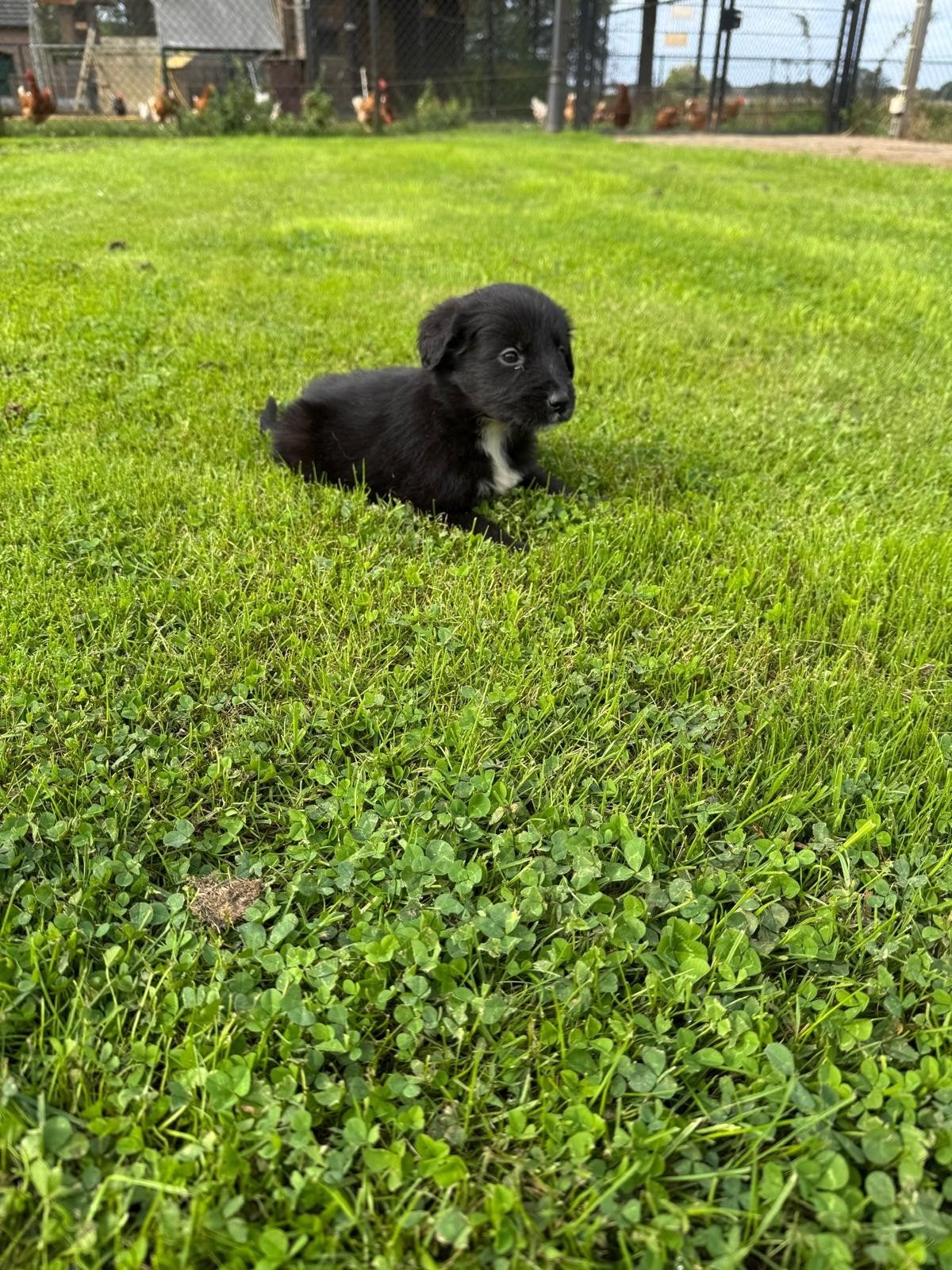 border collie golden retriever pups, Golden retriever, HCC (leverziekte), 8 tot 15 weken, Meerdere