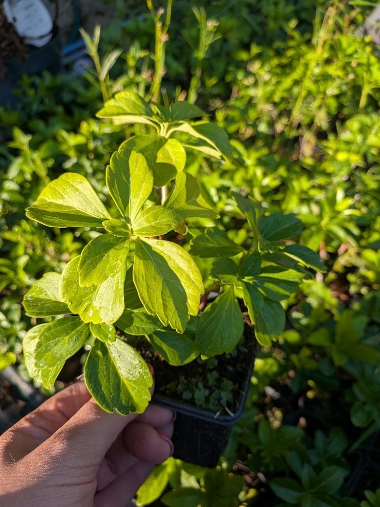 Pachysandra (schaduwkruid,dikkemanskruid)– P9 pot, Ophalen, Bodembedekkers, Vaste plant, Bloeit niet