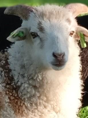 Skudde ram lam, Dieren en Toebehoren, Schapen, Geiten en Varkens, Mannelijk, Schaap, 0 tot 2 jaar