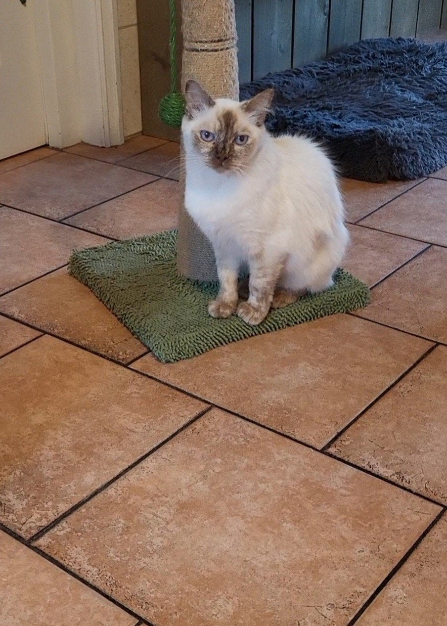 Ragdoll poes, Poes