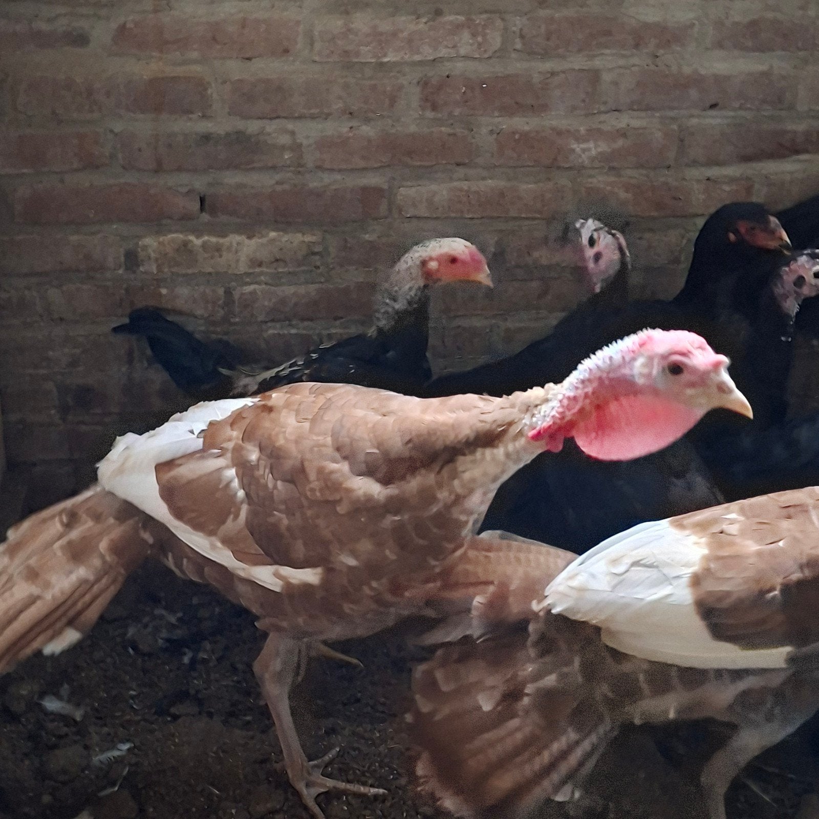 Kalkoenen, Meerdere dieren, Kalkoen