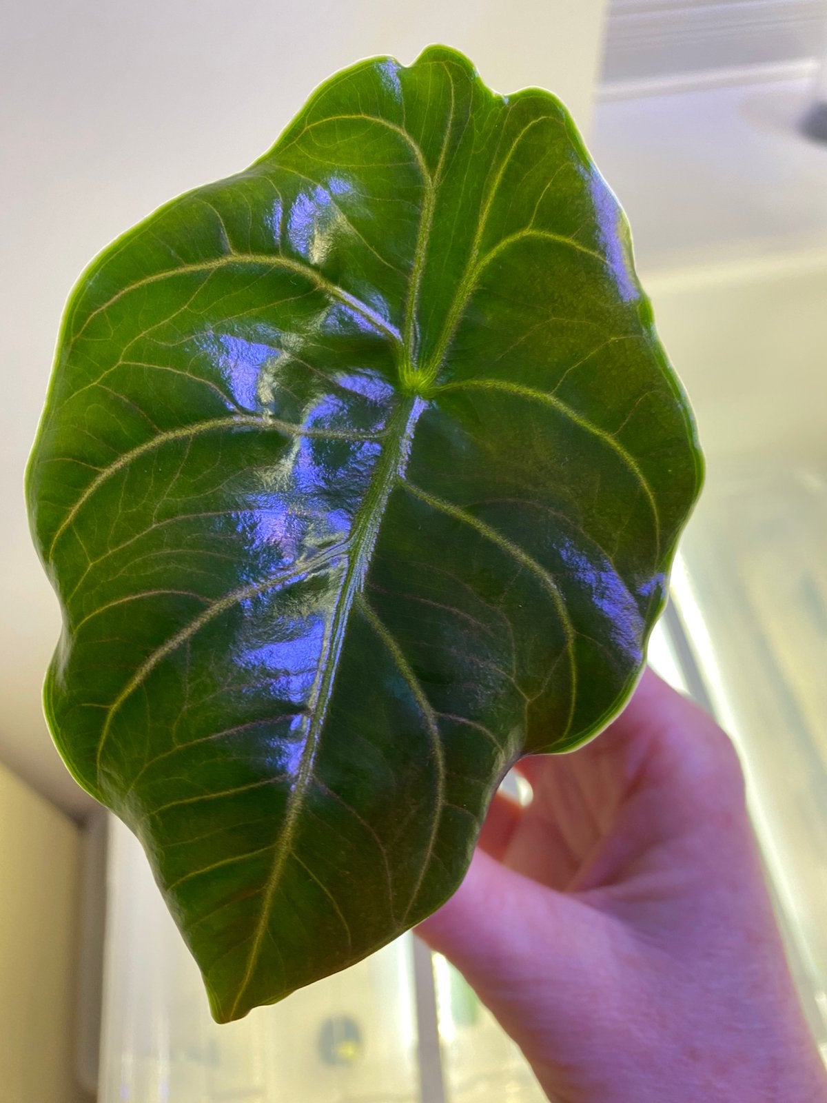 Plantenpakket alocasia anthurium begonia, Ophalen of Verzenden, Halfschaduw, Minder dan 100 cm