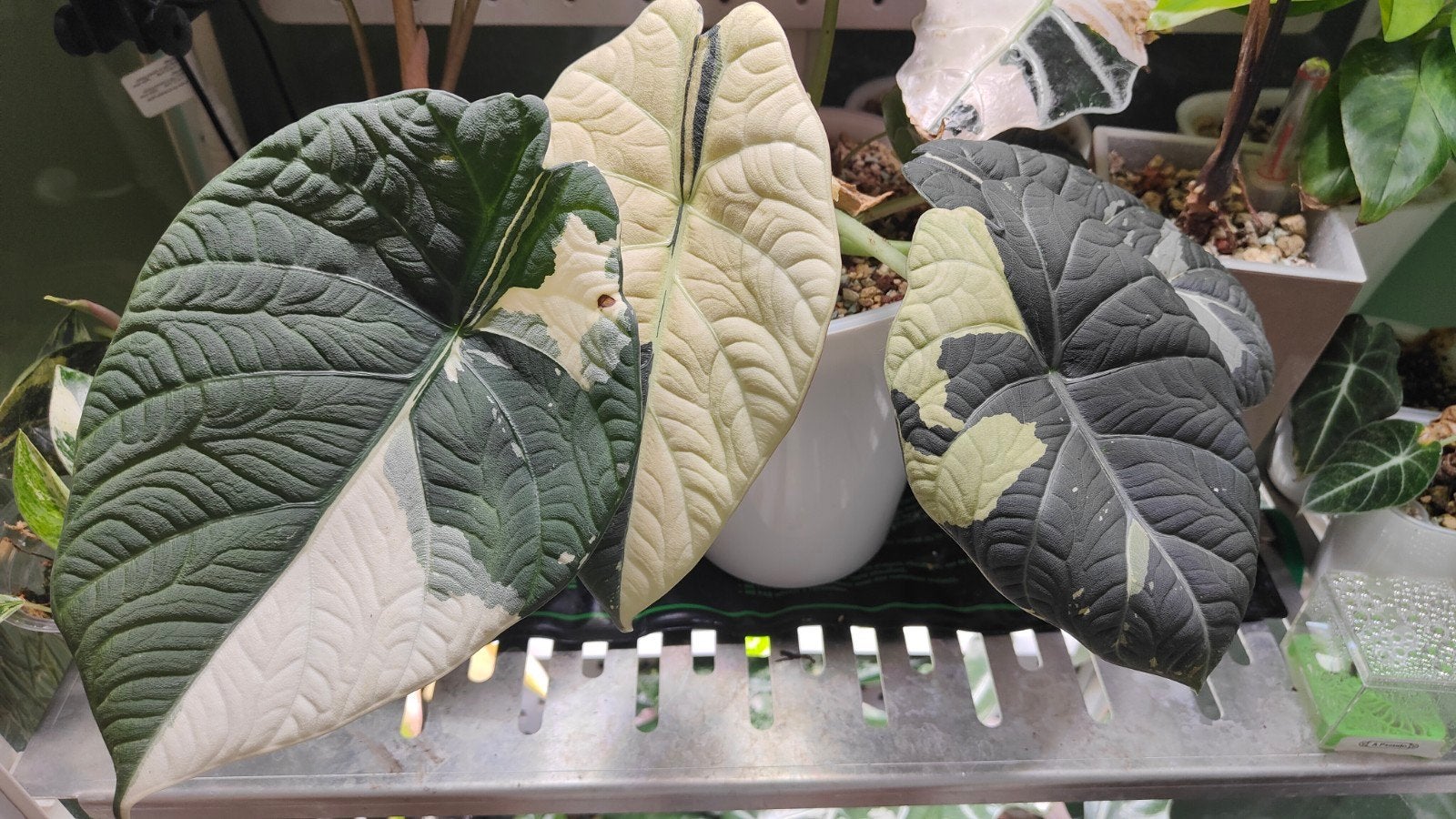 Alocasia Maharani Albo corms, Ophalen of Verzenden, Halfschaduw, Minder dan 100 cm