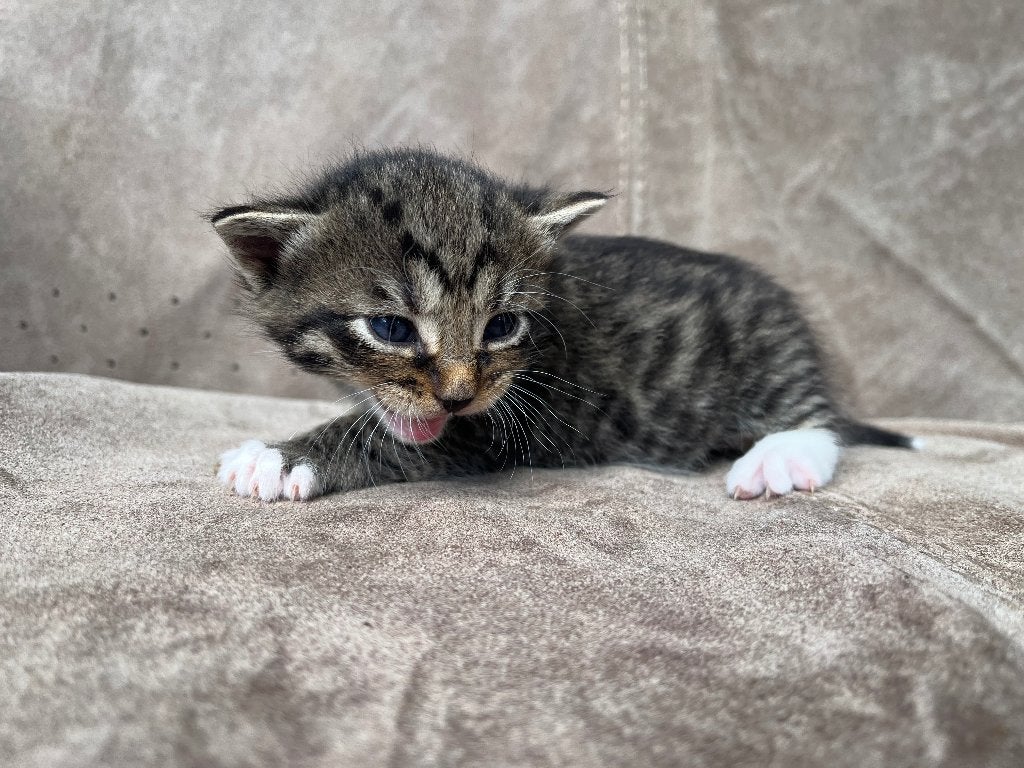 Kittens te koop - Amsterdam Noord, Dieren en Toebehoren, Katten en Kittens | Overige Katten, Meerdere dieren, Kortharig, 0 tot 2 jaar