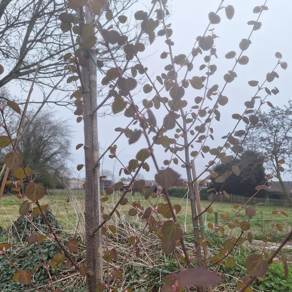 Slangenhuidesdoorn - Unieke boom met opvallende bast, Tuin en Terras, Ophalen, Halfschaduw, Overige soorten