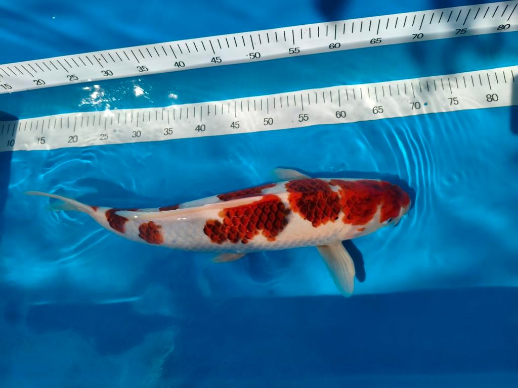 Ai Goromo,  Sakazume, 50cm, Sansai, Show kwaliteit., Dieren en Toebehoren, Vissen | Vijvervissen, Karper of Koi