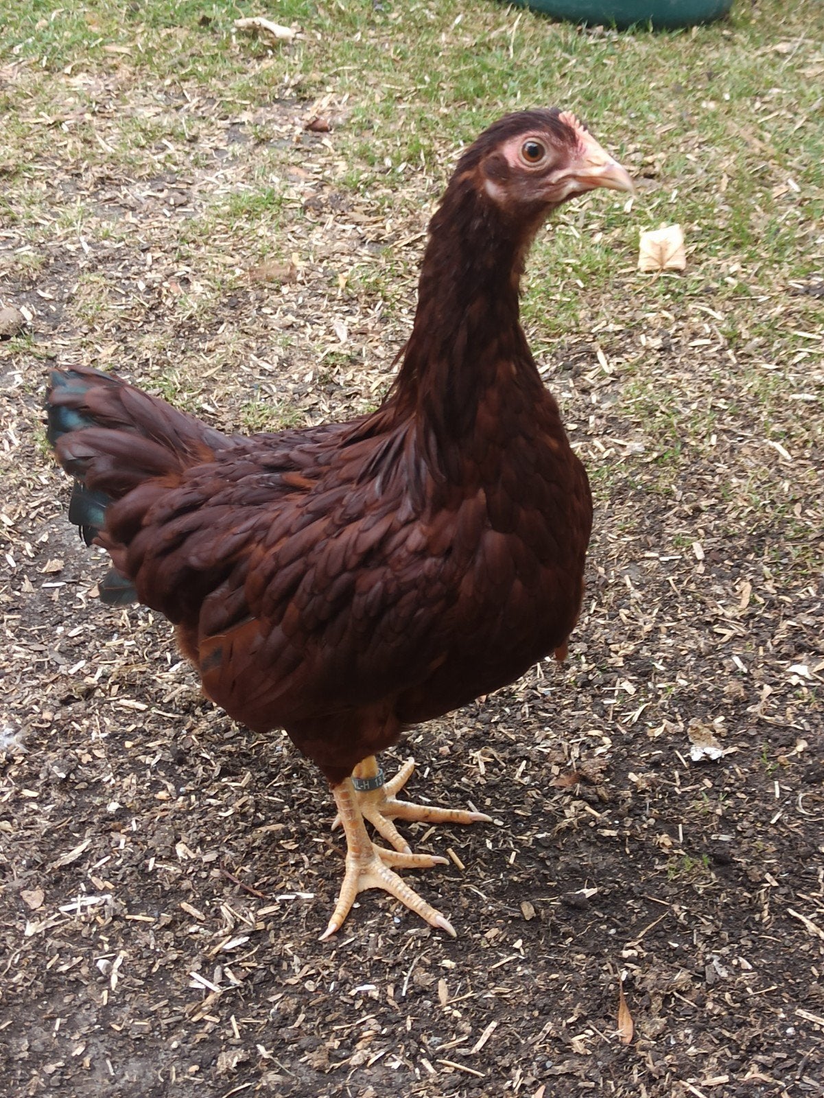 Rhode Island Red kriel jonge, Dieren en Toebehoren, Pluimvee, Meerdere dieren, Kip
