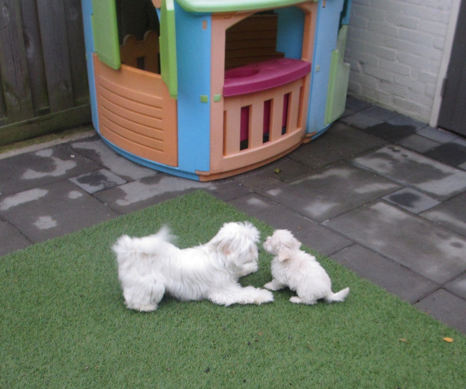 maltezer pups, Maltezer, 8 tot 15 weken, Meerdere, Meerdere dieren
