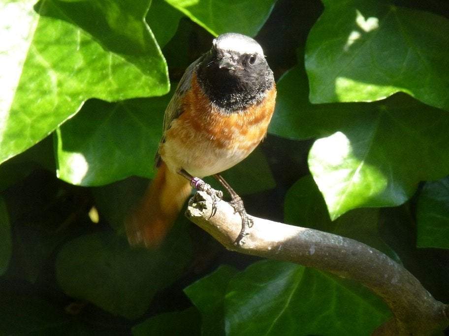 koppel Gekraagde roodstaarten, Dieren en Toebehoren, Vogels | Overige Vogels, Meerdere dieren, Wildzangvogel, Geringd
