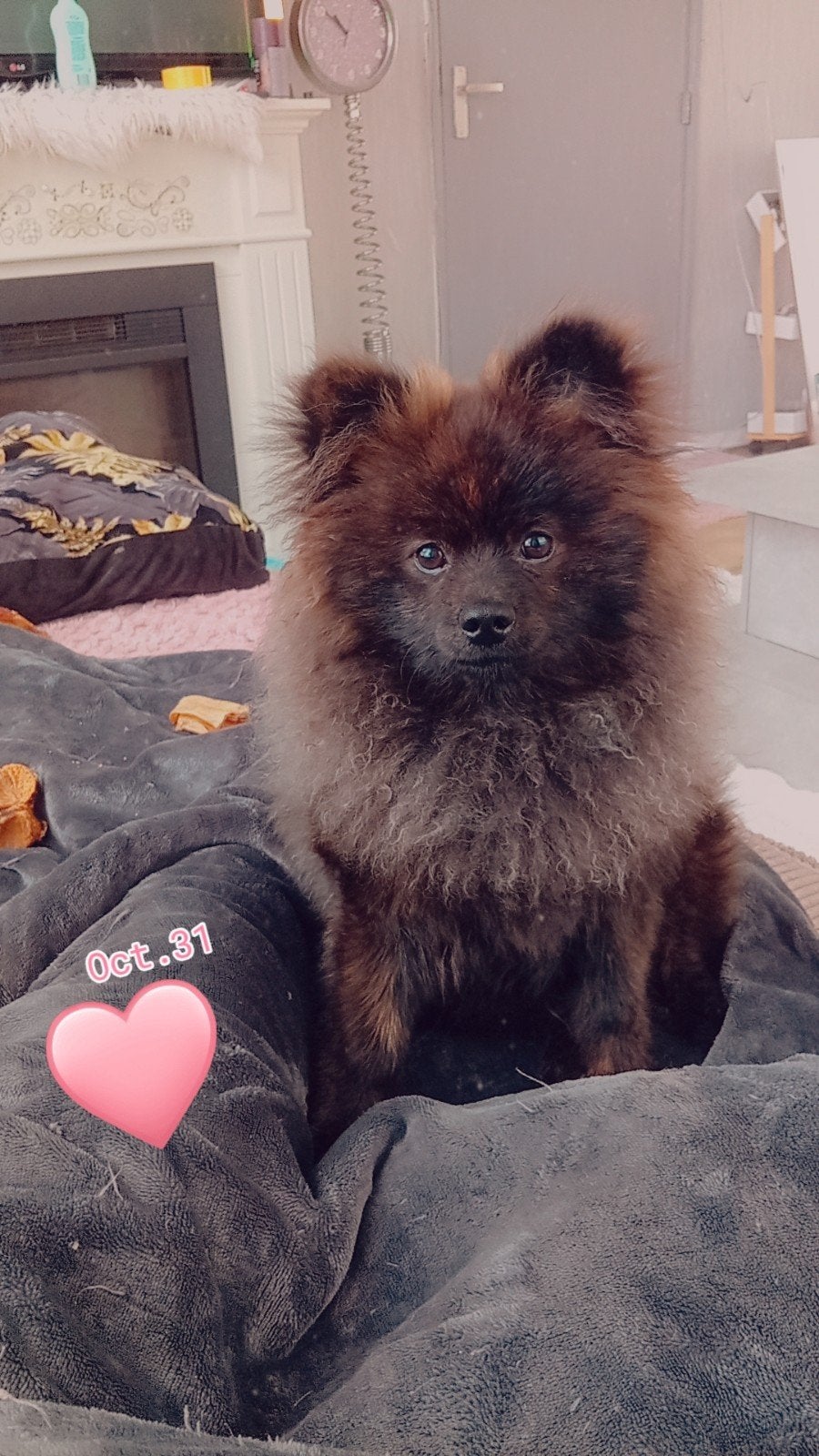 Dek reu ..Voor middel grote Pomerianen, Reu, 1 tot 2 jaar, Parvo, Eén hond