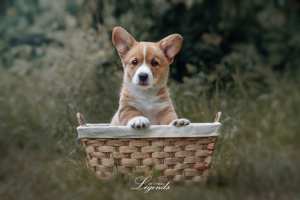Prachtige Welsh Corgi Cardigan pups met stamboom, Nederland, HCC (leverziekte), 8 tot 15 weken, Meerdere