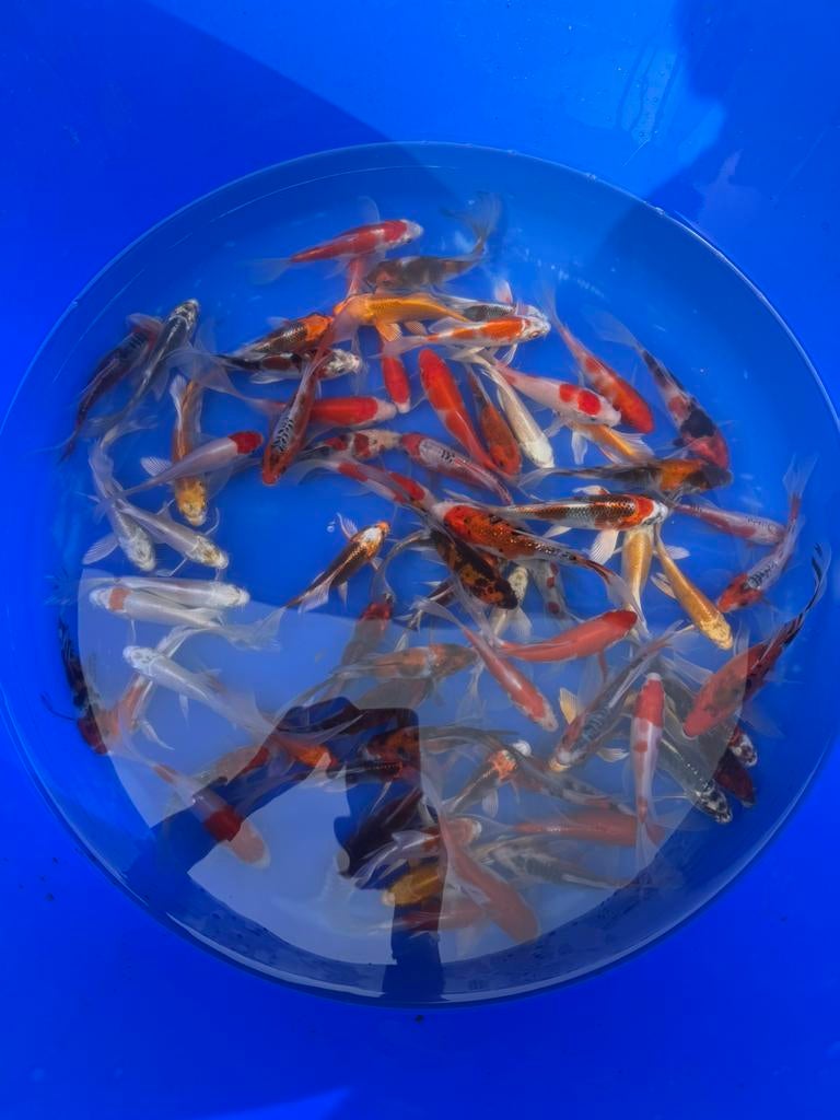 Butterfly koi Mix, Karper of Koi