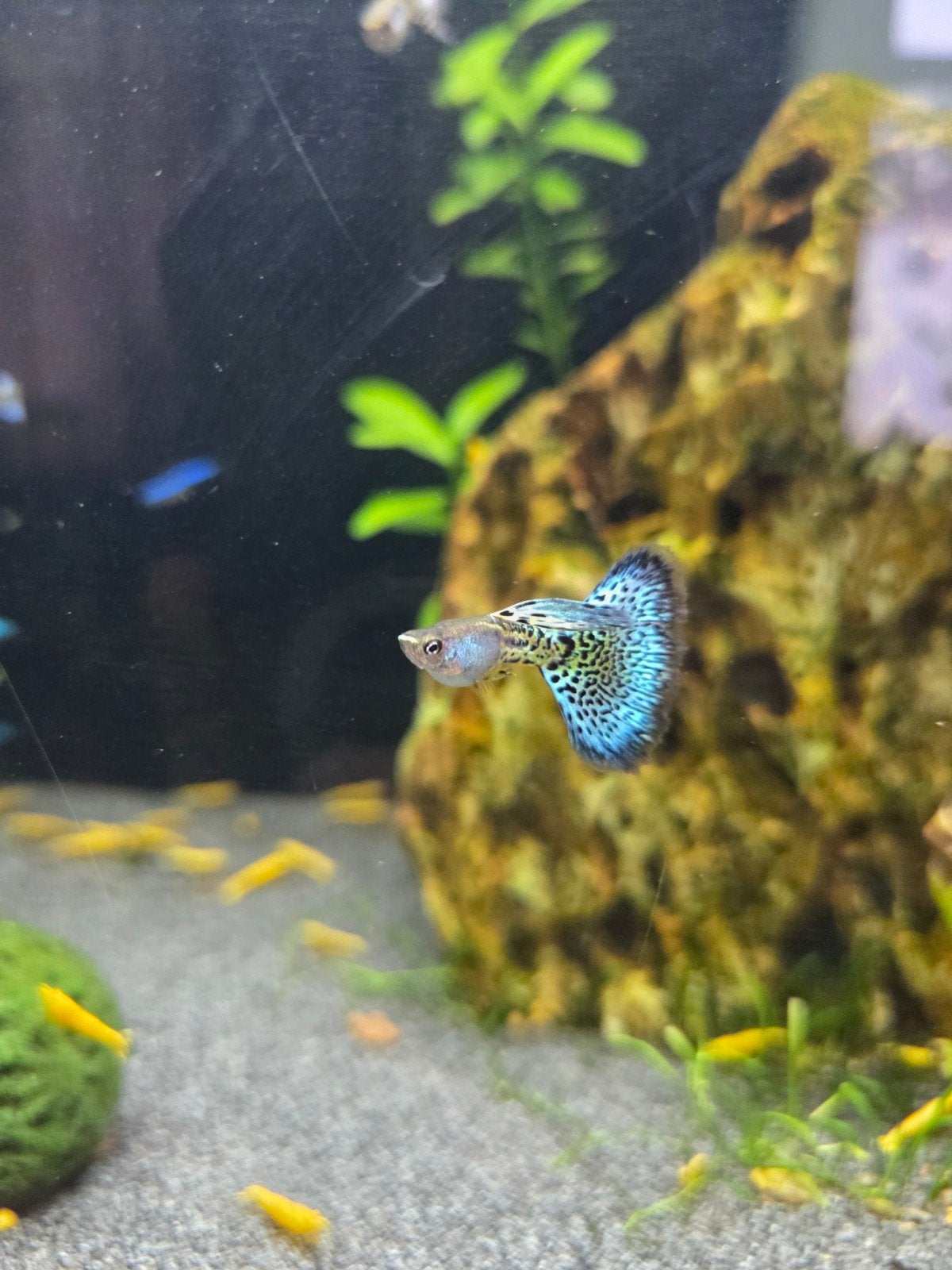 Blue metal grass dumbo ear guppies - mannen en vrouwen, Vis