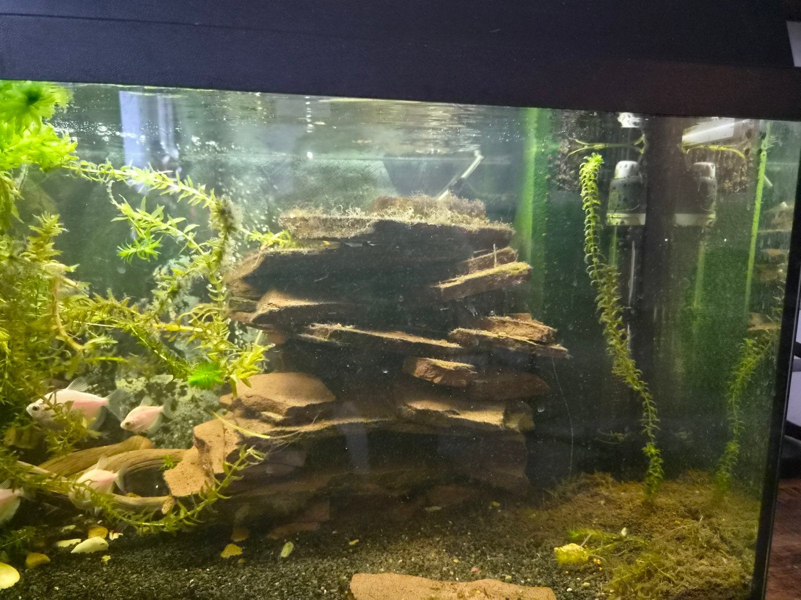juwel aquarium, Dieren en Toebehoren, Vis