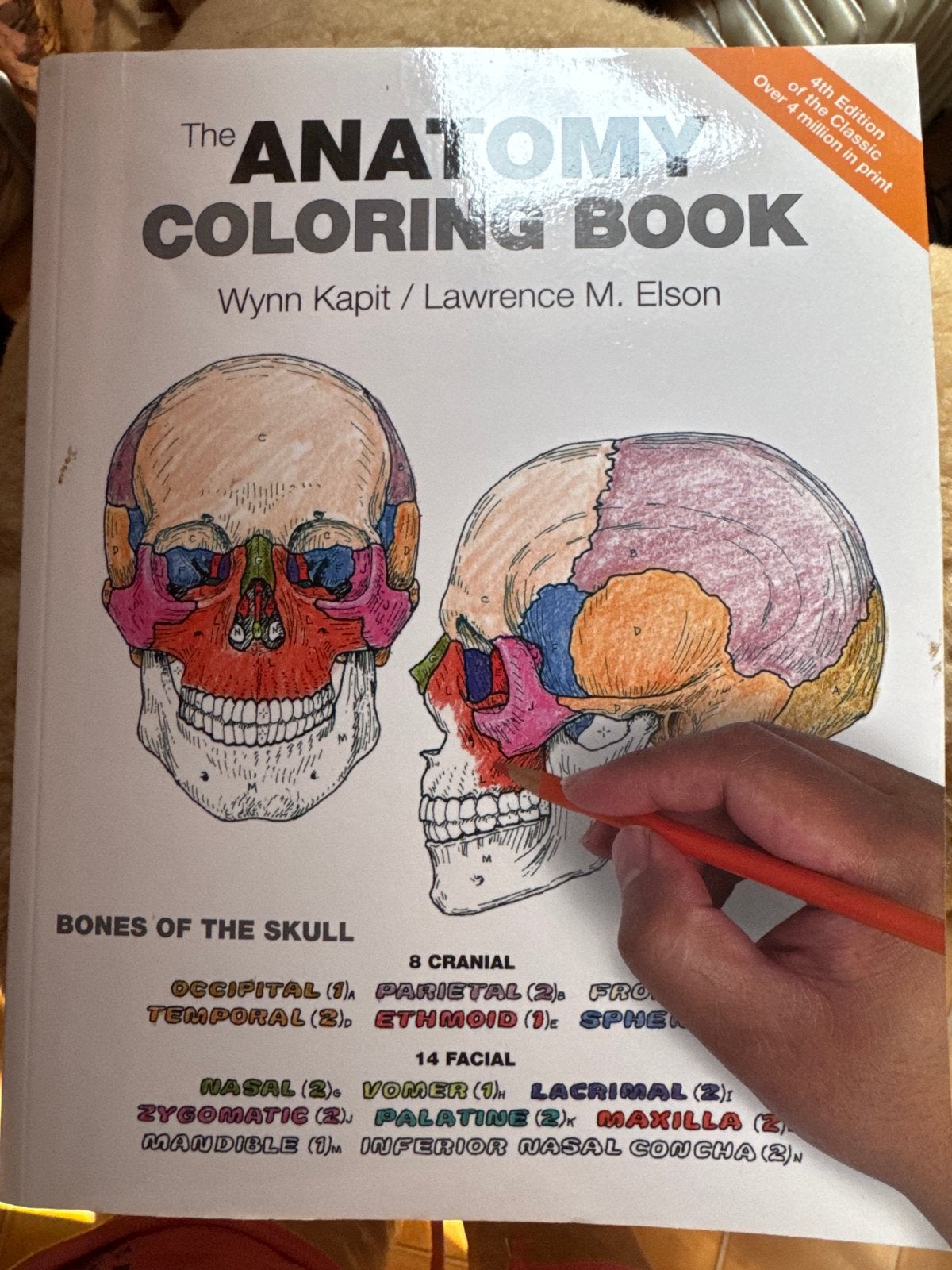 Anatomy coloring book, Boeken, Verzenden, Beta, Nieuw, Niet van toepassing