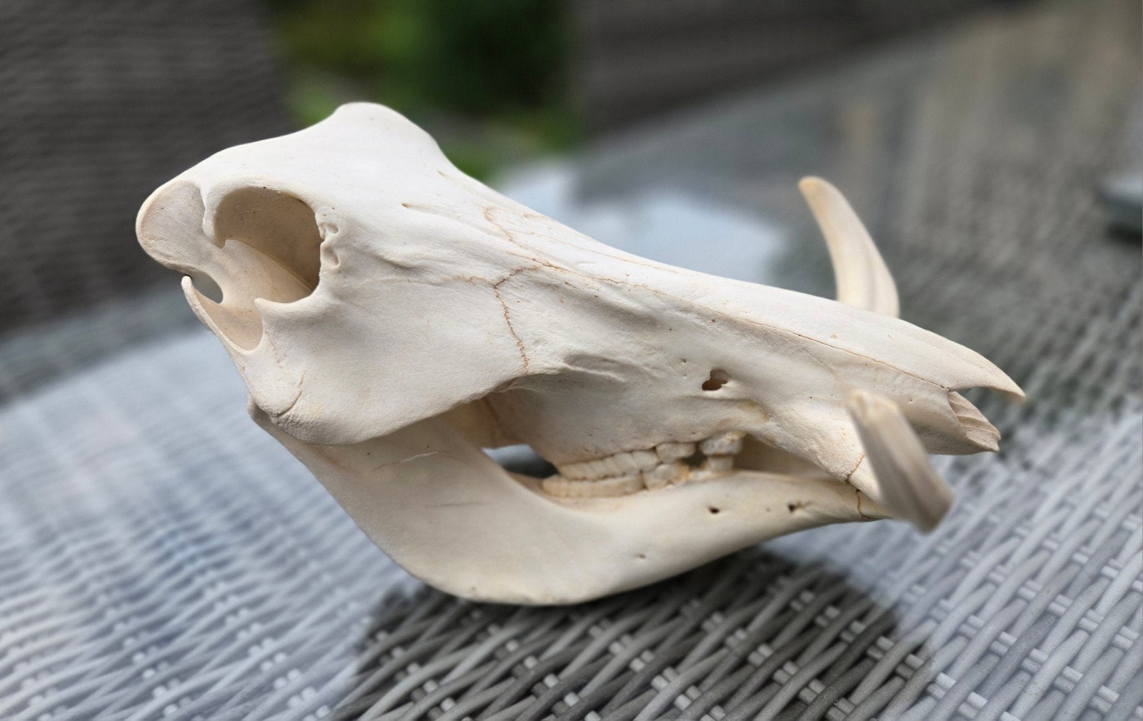 Schedel Afrikaans Wrattenzwijn Warhog skull Taxidermie., Verzamelen, Ophalen of Verzenden, Wild dier, Schedel