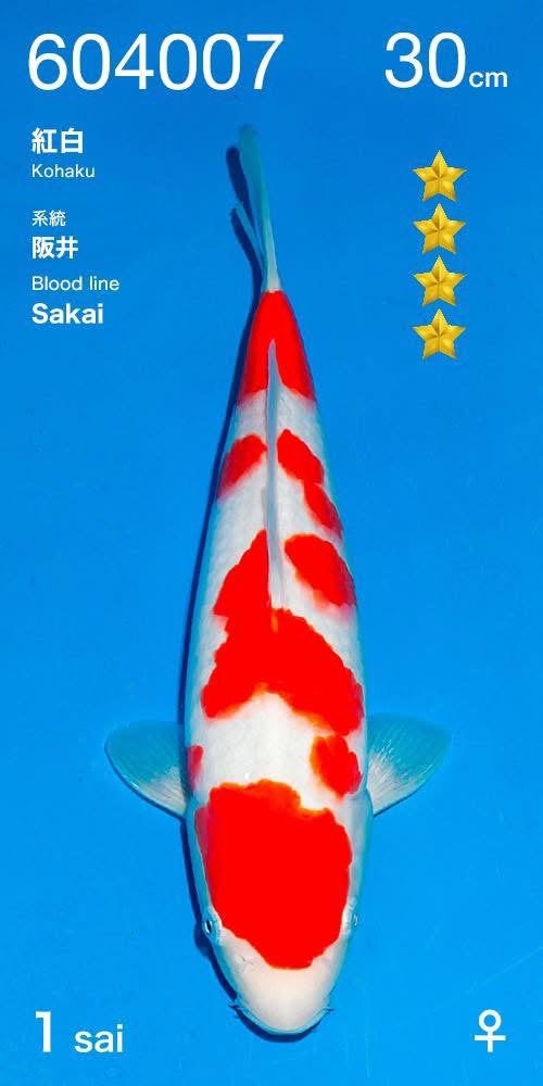 Ogata Kohaku Tosai incl Azukari, Karper of Koi
