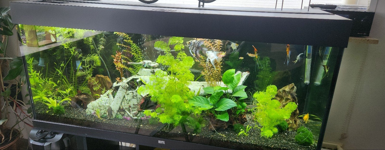 Aquarium Juwel, 120 cm, met meubel, Ophalen, Inclusief vissen, Juwel, Gevuld zoetwateraquarium