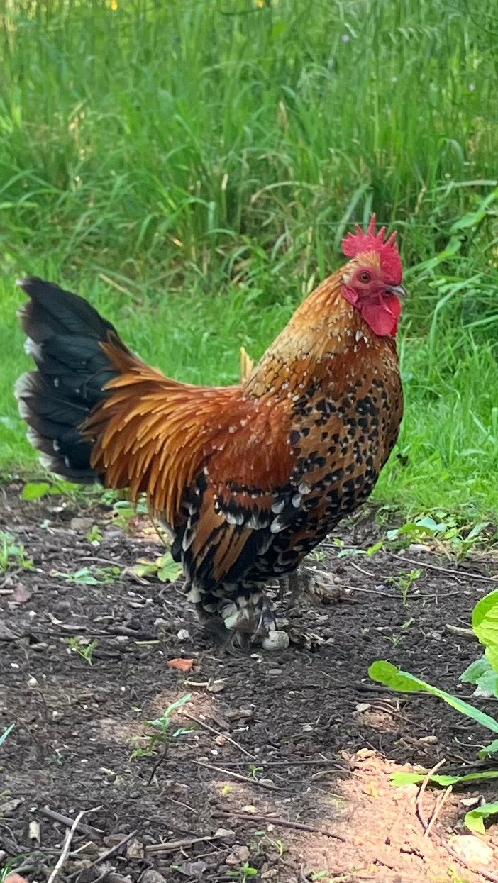 Krielkipjes, Dieren en Toebehoren, Pluimvee, Kip, Meerdere dieren