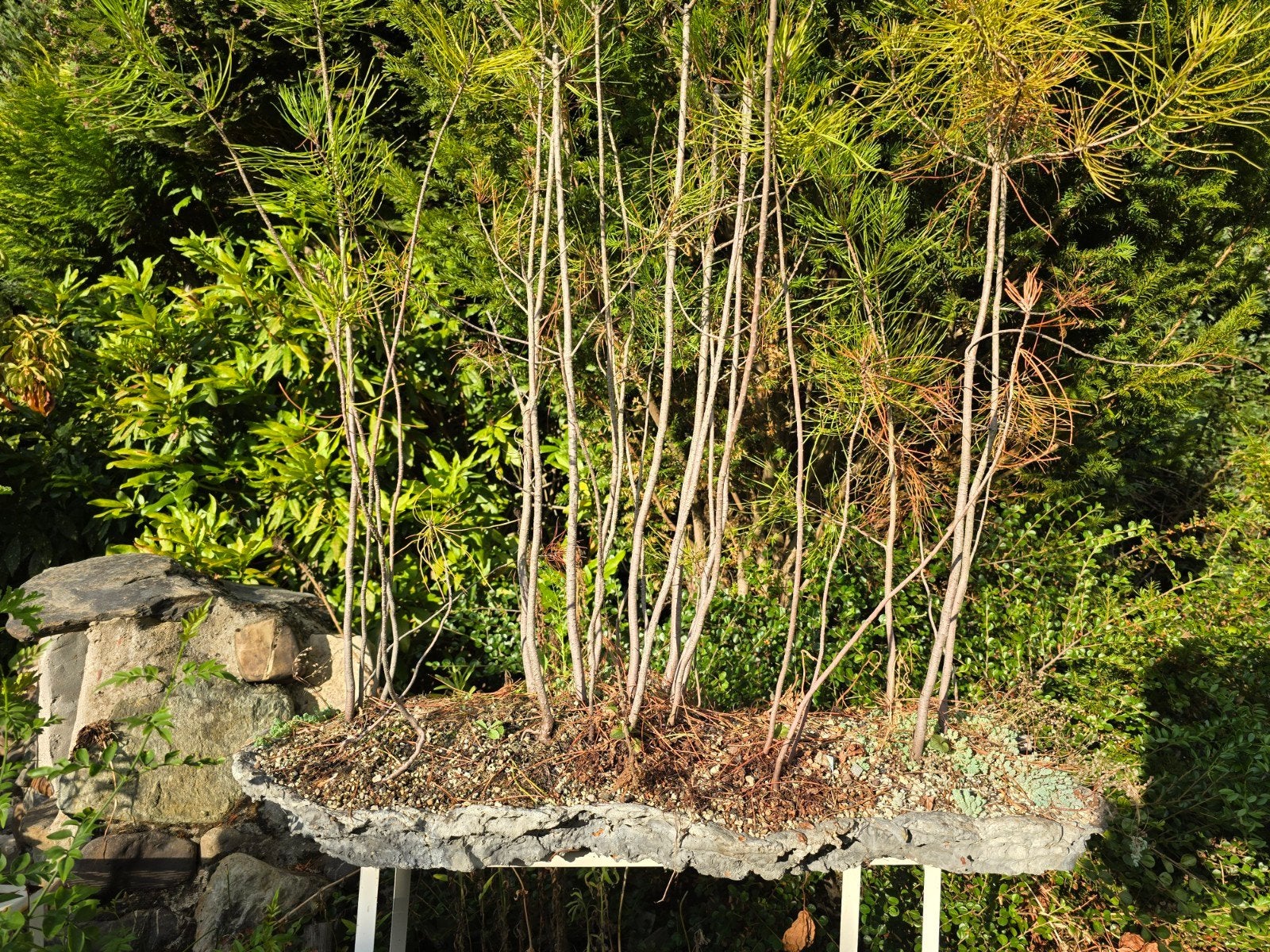 Bonsai-bos van dennenbomen in unieke schaal, Ophalen, 3 ramen of meer