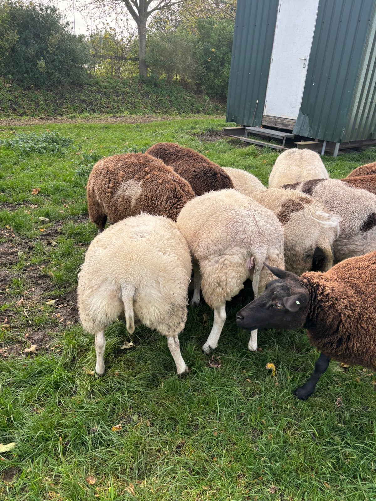 11 ooien!, Vrouwelijk, Schaap