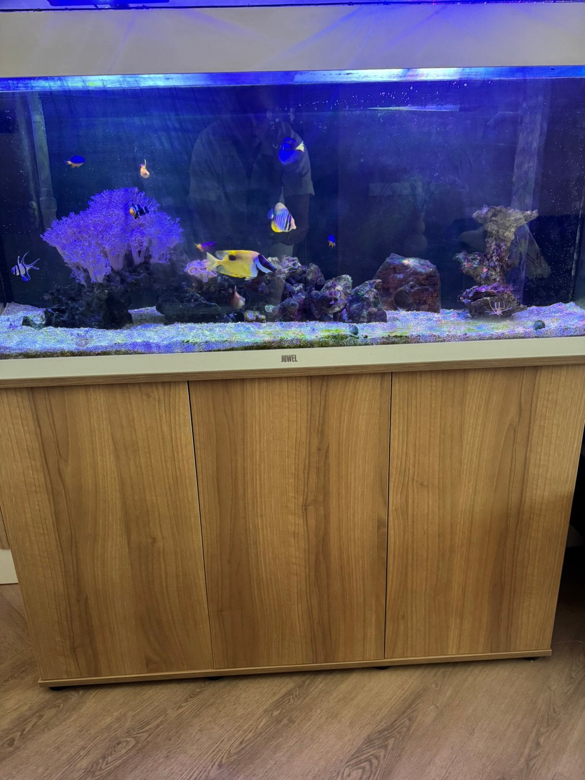 Zoutwater aquarium, Dieren en Toebehoren, Vissen | Aquaria en Toebehoren, Ophalen, Juwel, Inclusief toebehoren, Gevuld zoetwateraquarium