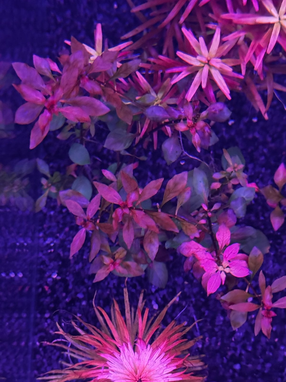 Aquarium planten, Dieren en Toebehoren