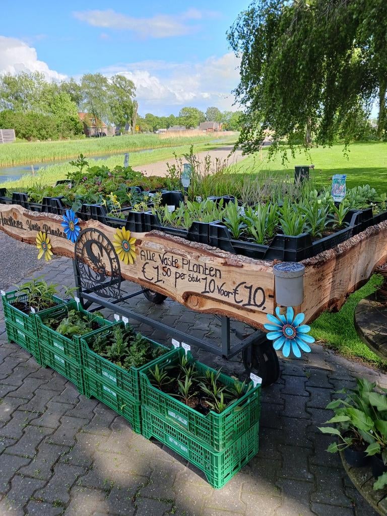 Diverse soorten Vaste Planten, Ophalen, Vaste plant, Overige soorten, Volle zon