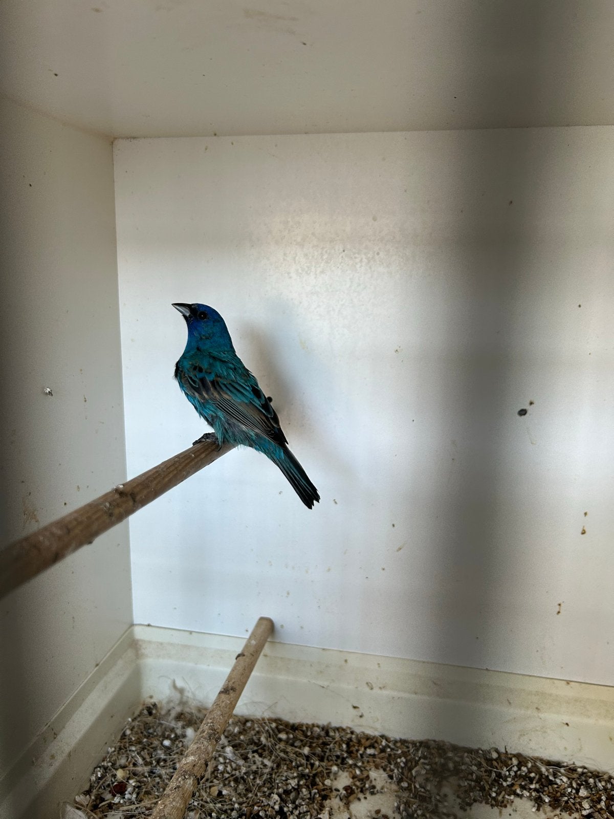 Te koop, Dieren en Toebehoren, Mannelijk, Geringd