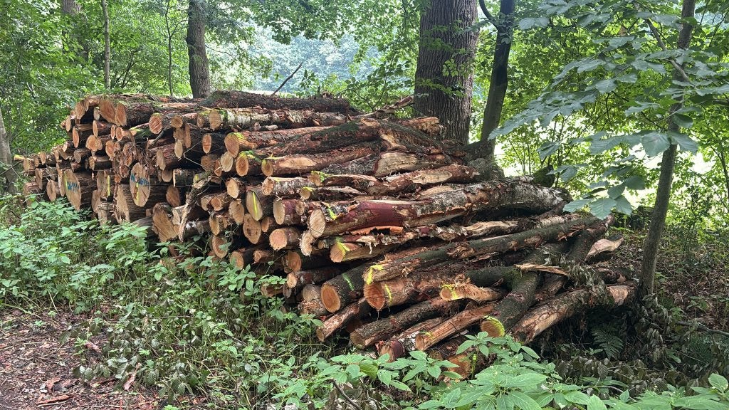 brandhout rondhout - berken, 6 m³ of meer, Verzenden, Berkenhout, Stammen