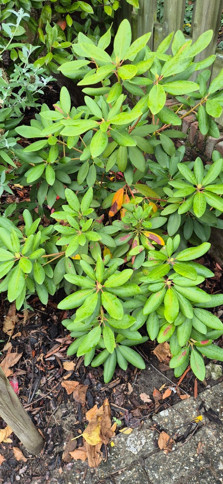 rododendron., Tuin en Terras, Ophalen of Verzenden