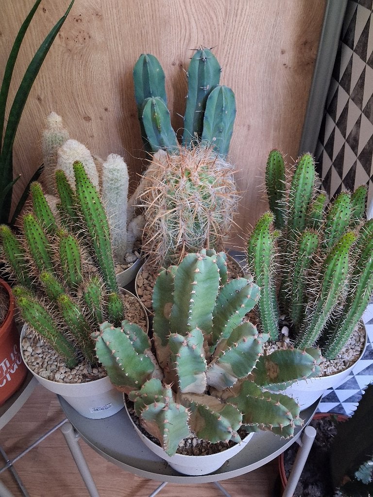 Cactussen H: 32 - 45 cm. Ø 15 cm. 2 voor € 25,-, Huis en Inrichting, Kamerplanten, Ophalen, Cactus, Minder dan 100 cm, Volle zon