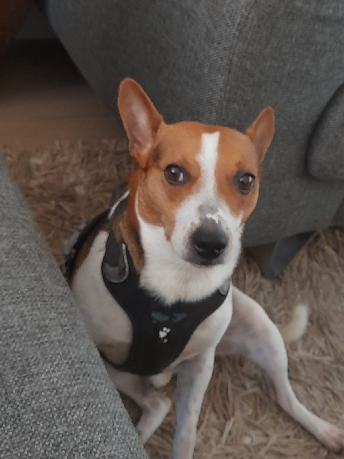 Boerenfox ter adoptie 4 jaar oud. Met chip, ingeënt en passp, Particulier, Reu, Buitenland, Eén hond