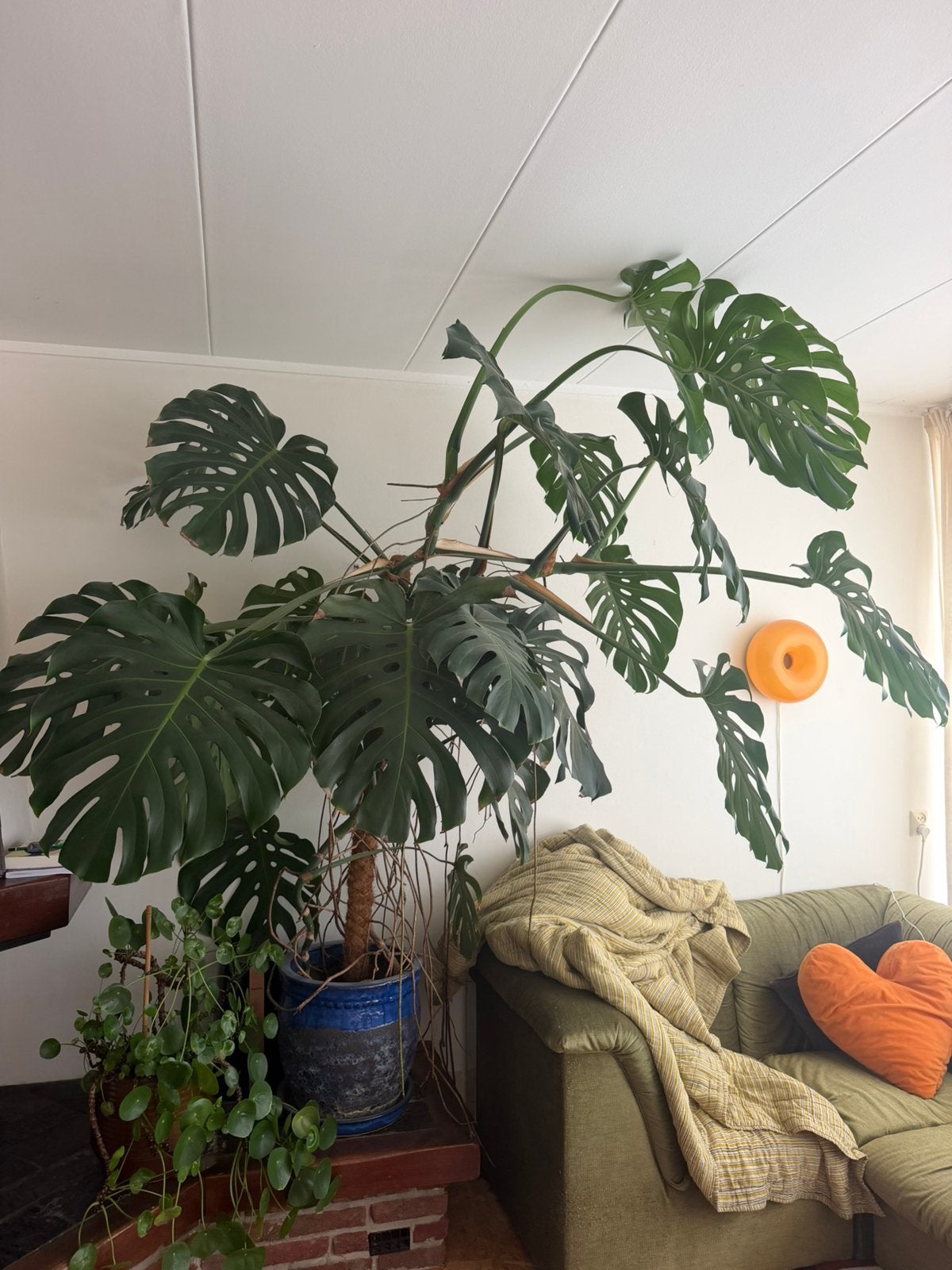 Hele grote monstera plant, Huis en Inrichting, Ophalen, 200 cm of meer, Overige soorten, Halfschaduw
