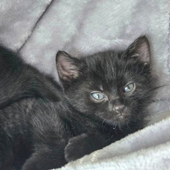 lieve halve Bengaalse kittens