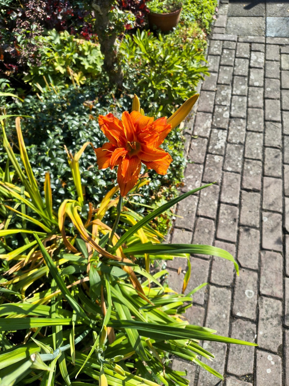 Wortelstok van oranje eendagslelie Hemerocallis), Ophalen of Verzenden, Zomer, Vaste plant, Halfschaduw