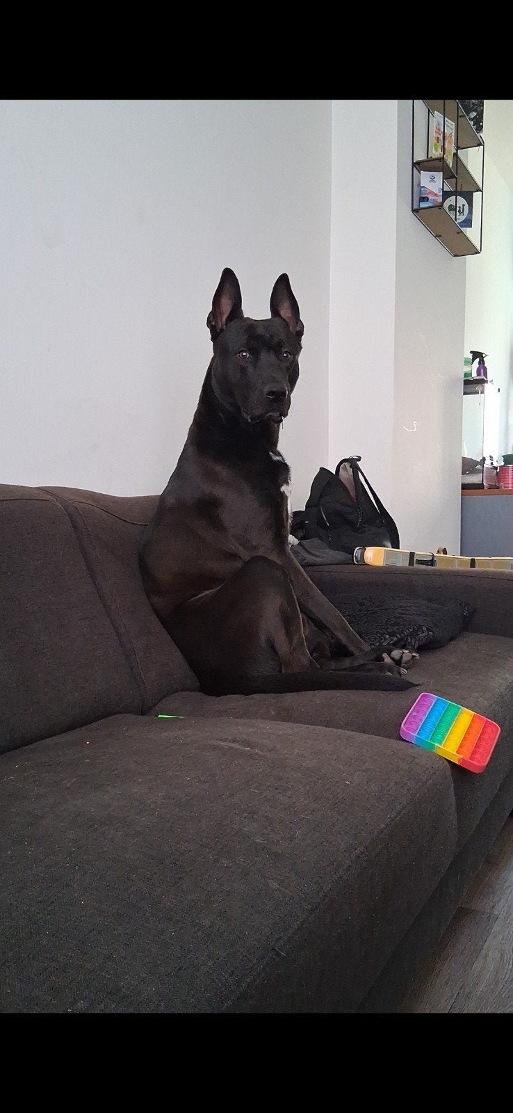 forever home gezocht voor deze grote knuffel, Dieren en Toebehoren, Reu, CDV (hondenziekte), 1 tot 2 jaar, Groot