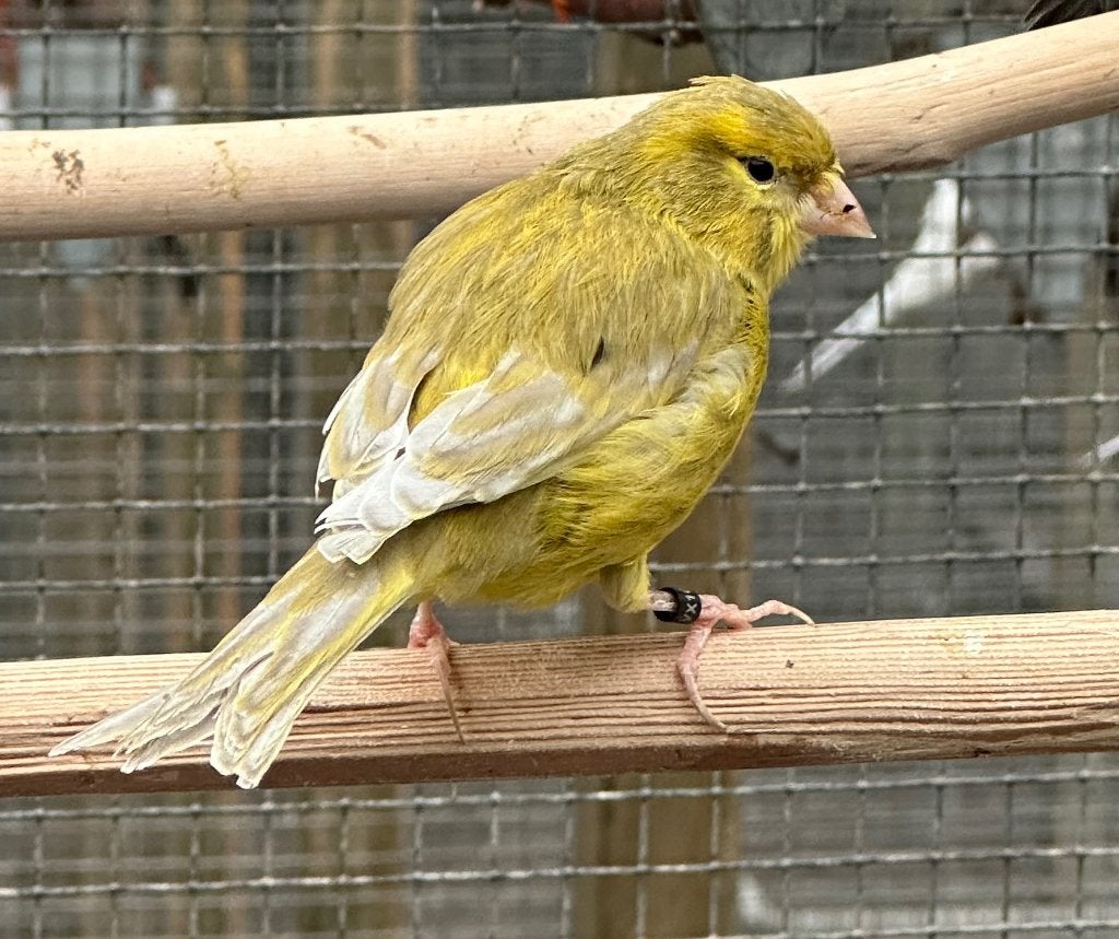 Mooie kanarie man, Dieren en Toebehoren, Vogels | Kanaries, Mannelijk, Kleurkanarie