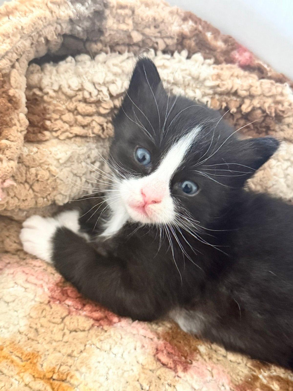 3 half siameese/ragdoll kittens geboren!, Dieren en Toebehoren, Katten en Kittens | Raskatten | Korthaar, Meerdere dieren, Gechipt