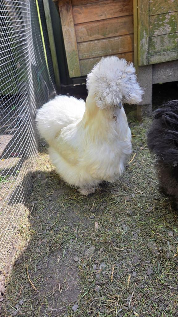 Zeidehoen kippen
€15 samen, Dieren en Toebehoren, Pluimvee, Vrouwelijk, Kip