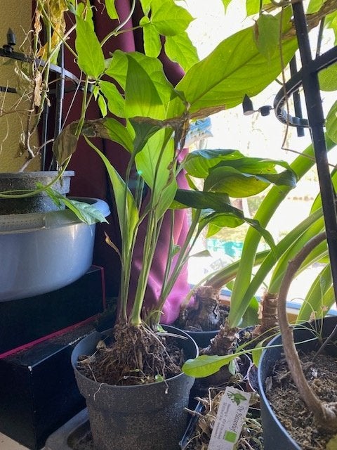 spathiphyllum stekken, Ophalen, Overige soorten, Halfschaduw, Minder dan 100 cm