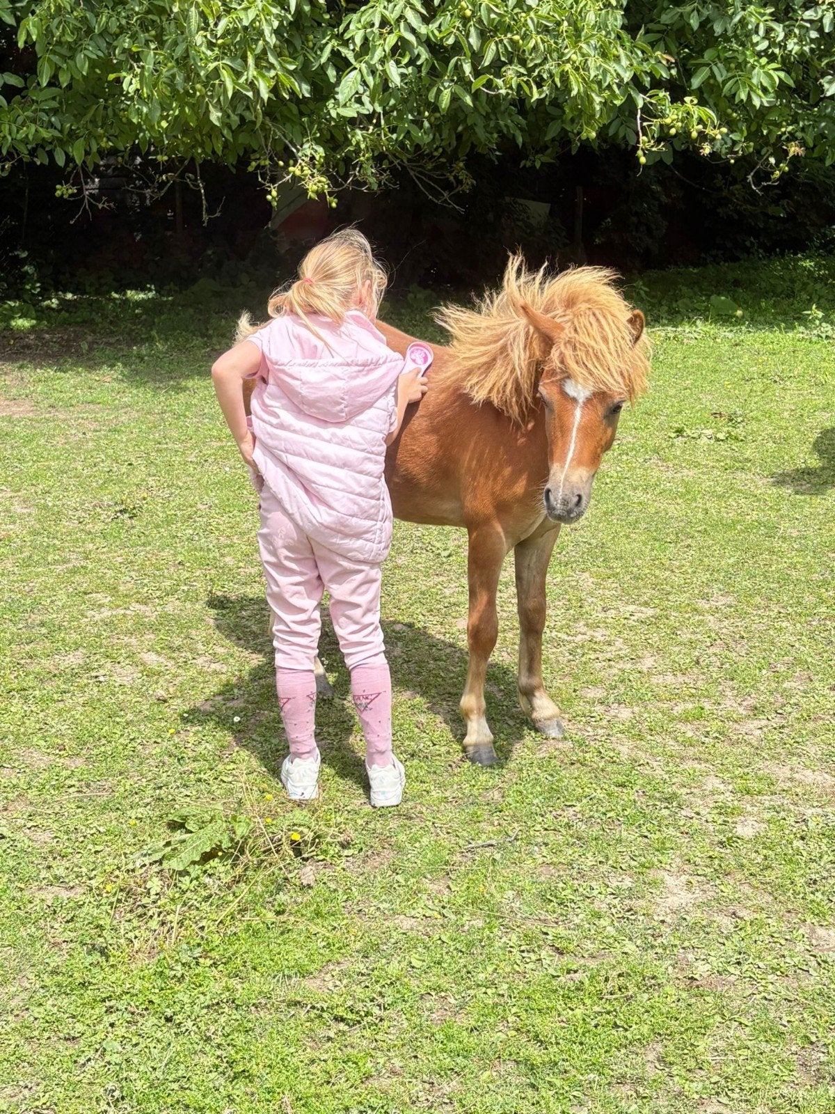 Mooie shetlander hengst veulen, Dieren en Toebehoren, Pony's, Hengst, Niet van toepassing, A pony (tot 1.17m), 0 tot 2 jaar